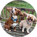 dogs